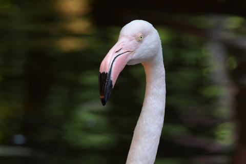 Kedah: Wildlife Park Langkawi Admission Ticket Admission Ticket for Non-Malaysian