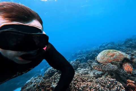 Cebú:Excursión en grupo con tiburón ballena, cascada y carrera de sardinas+Comida