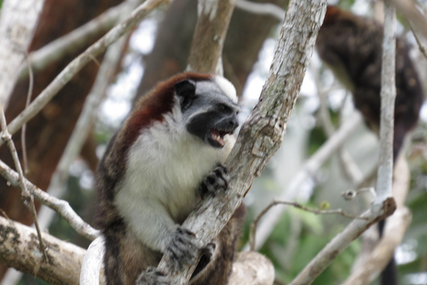 Małpia wyspa, nawigacja w kanale Panana i wioska indiańskaMałpia wyspa i indiańska wioska Embera