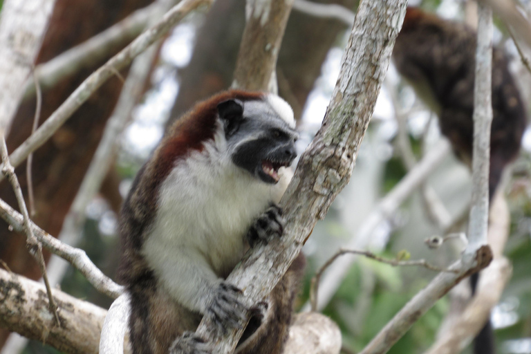 Małpia wyspa, nawigacja w kanale Panana i wioska indiańskaMałpia wyspa i indiańska wioska Embera