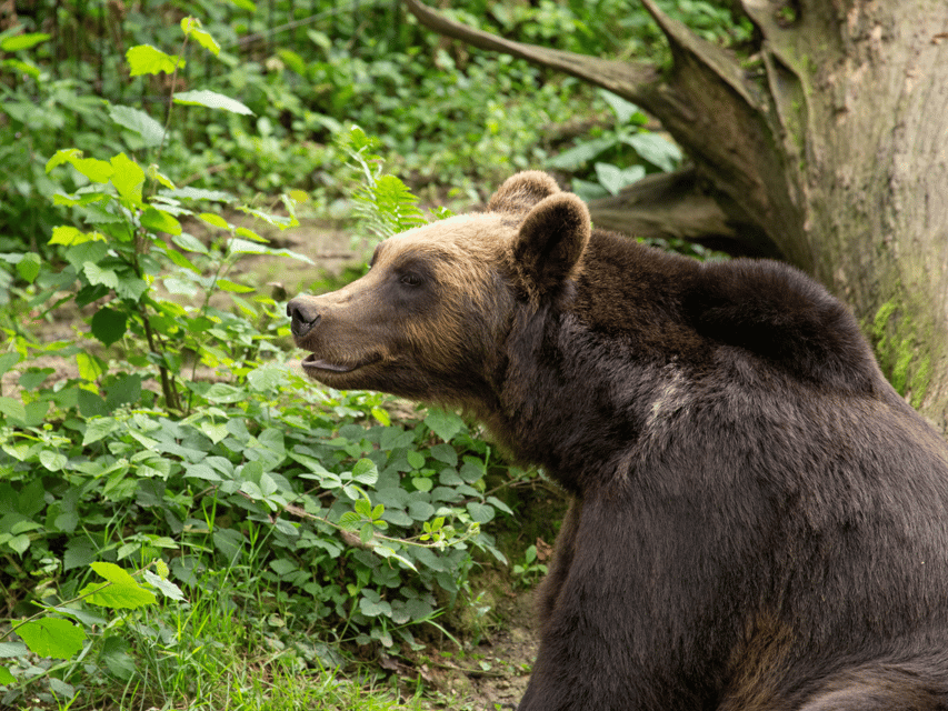 Bristol: Bristol Zoo Project Entry Ticket | GetYourGuide