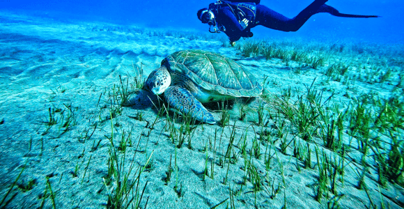 Tenerife: A Paradise Day with Morning Diving and Afternoon Kayaking