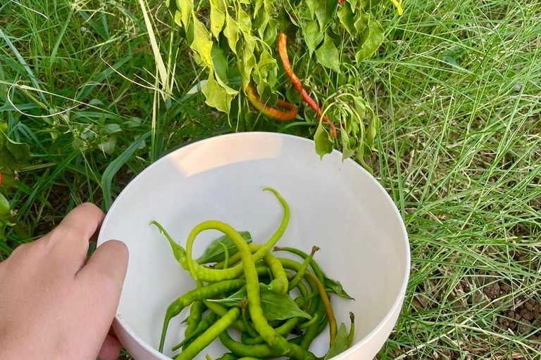 Fresh Garden Home Cooking with a Local Chef in Fethiye