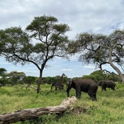 5 Day Best of Tanzania wildlife Safari | GetYourGuide