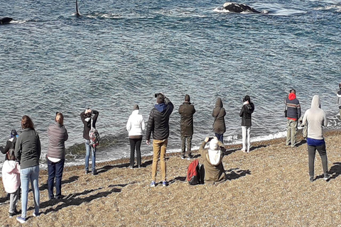 Puerto Madryn: El Doradillo Whale Watching Tour with Pickup