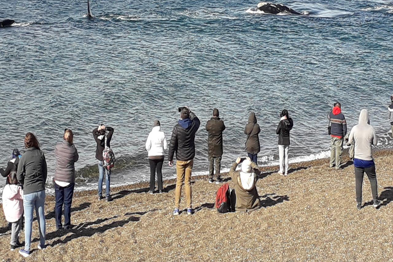 Puerto Madryn: El Doradillo Whale Watching Tour with Pickup