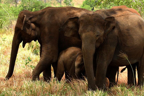 Trasferimento di Ella a Mirissa/Galle/Hikkaduwa in Udawalawa Safari