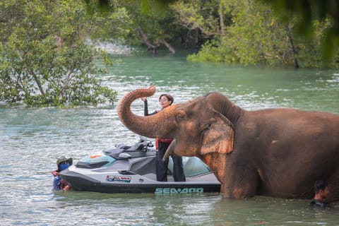 Phuket: Jet Ski 5-7 Island Hopping & Ethical Elephant Visit