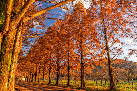 Busan: Damyang Juknokwon Bamboo Forest & Metasequoia Road Damyang Autumn Group Tour, Meet at Busan Subway Station