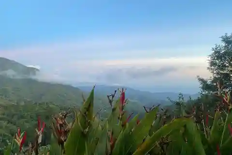 Kingston: Blue Mountain Peak Hike and Coffee Farm Experience