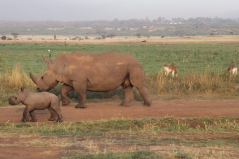 Excursion d&#039;une journée au parc national d&#039;Amboseli