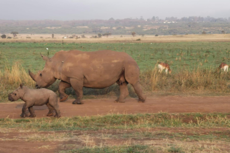 Excursion d&#039;une journée au parc national d&#039;Amboseli