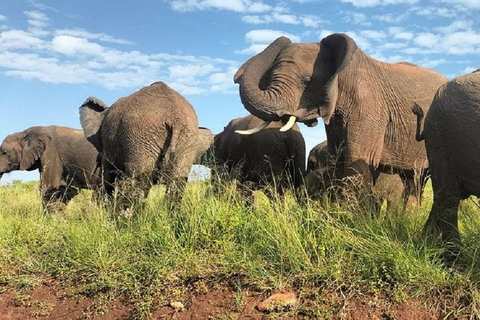 Da Nairobi: escursione al Parco Nazionale del Lago NakuruEscursione al Parco Nazionale del Lago Nakuru senza biglietto d&#039;ingresso