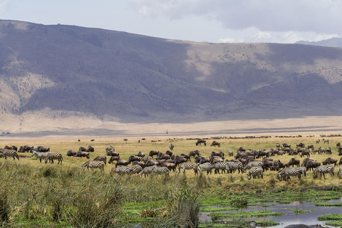 3 dagars safari Serengeti och Ngorongorokratern Gruppsafari