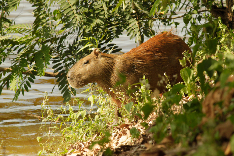 Manu Wildlife Peru Tour 5 dias