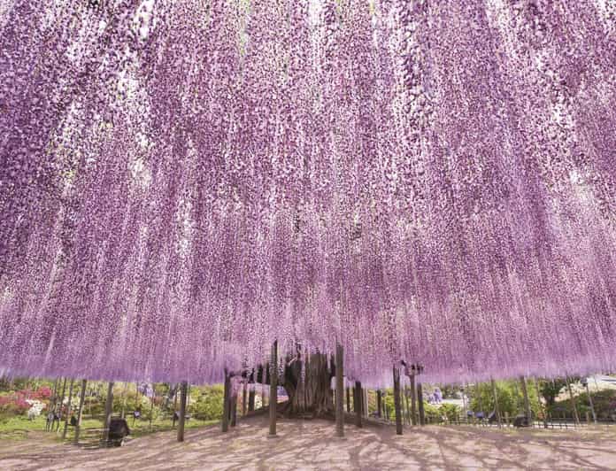 From Tokyo: Ashikaga Flower Park and Hitachi Park Tour