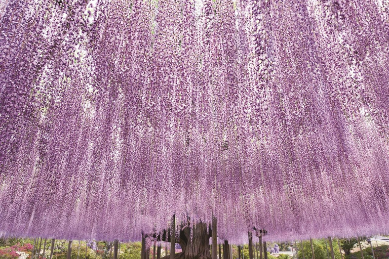 From Tokyo: Ashikaga Flower Park and Hitachi Park Tour
