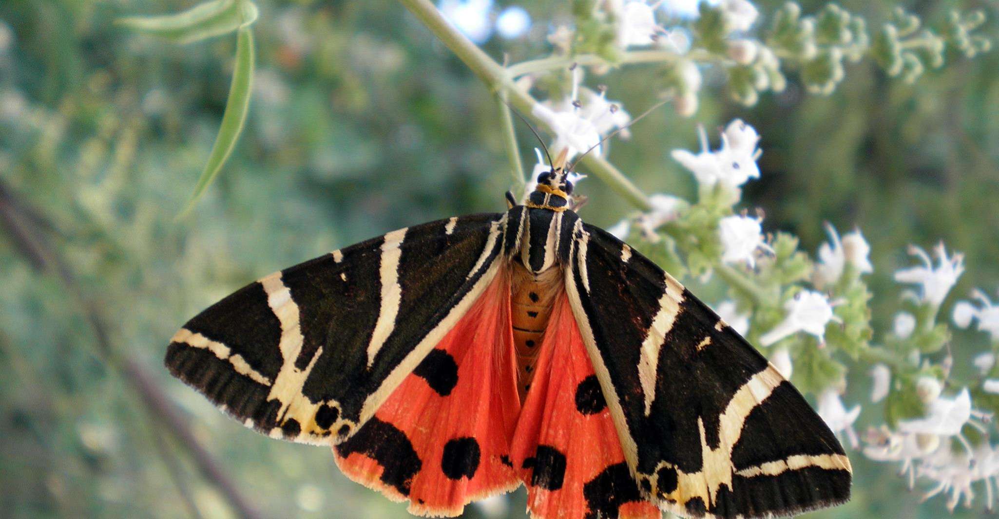 Rhodes, Butterfly Valley & Wine Tasting Tour (kleine groep) - Housity