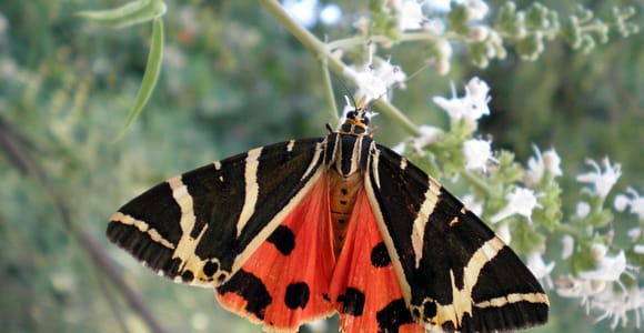 Rhodes: Butterfly Valley & Wine Tasting Tour (Small Group)