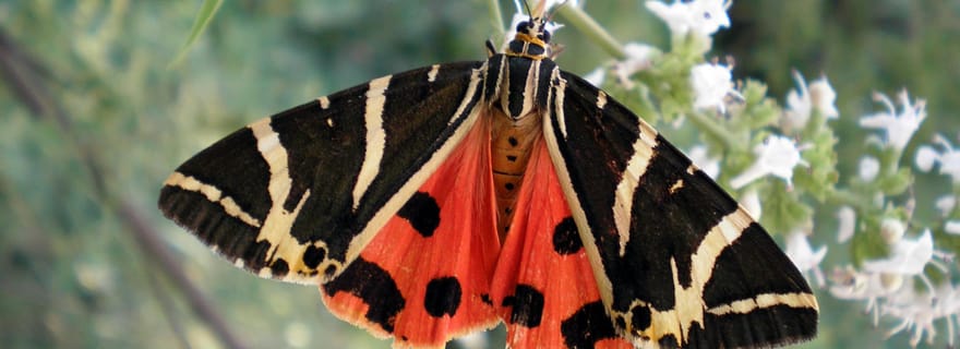 Rhodes : Visite en petit groupe de la vallée des papillons et dégustation de vin