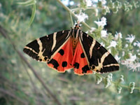 Rhodes, Butterfly Valley & Wine Tasting Tour (kleine groep) - Housity