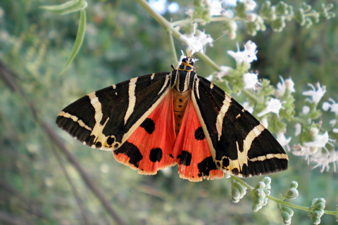 Rodas: Excursión al Valle de las Mariposas y Cata de Vinos (Grupo reducido)Entradas