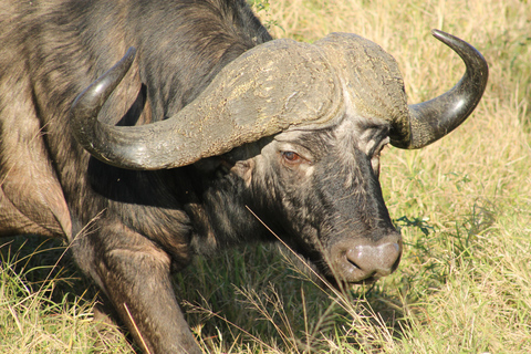 5-daagse all-inclusive Kruger &amp; Pano Tour van JHB