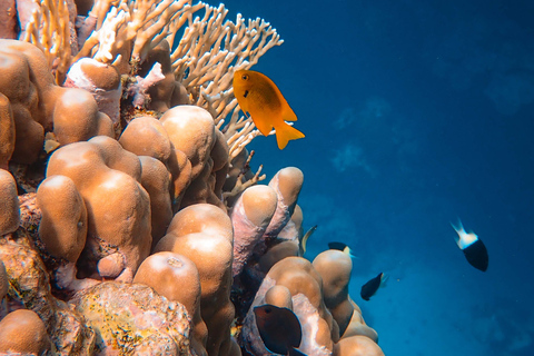 DSD Discover Scuba Diving dla początkujących lub certyfikowanych