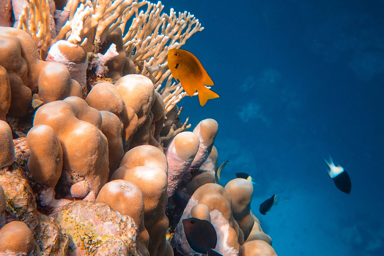 DSD Discover Scuba Diving dla początkujących lub certyfikowanych