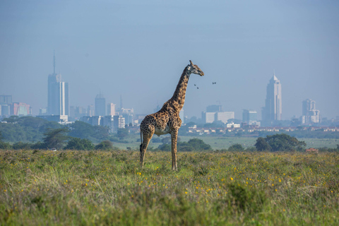 Nairobi: Morgon safari i Nairobi nationalpark