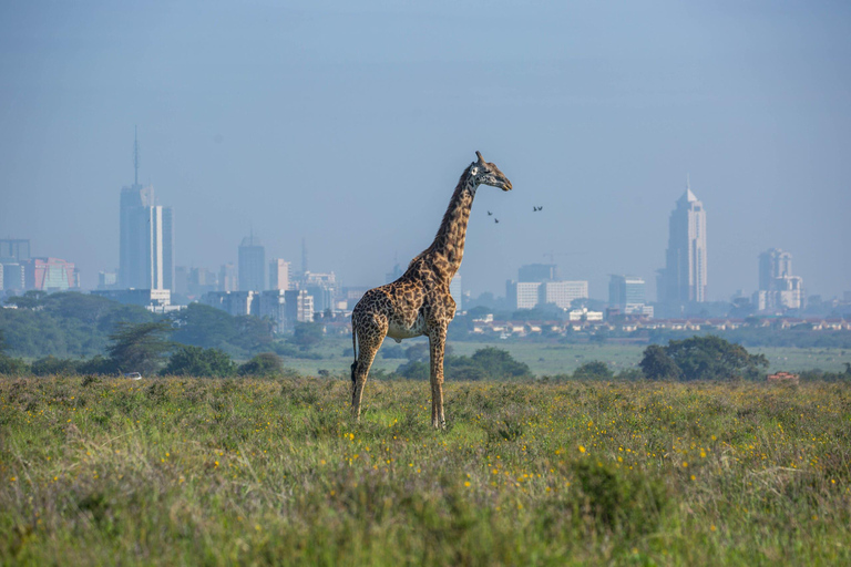 Nairobi: Parco Nazionale di Nairobi: giro di caccia mattutino