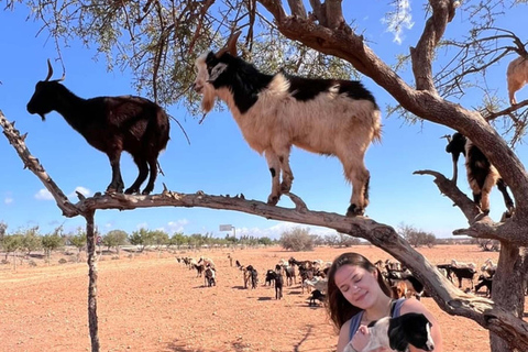 Agadir: Quad Bike Tour Safari with a Crocopark Ticket