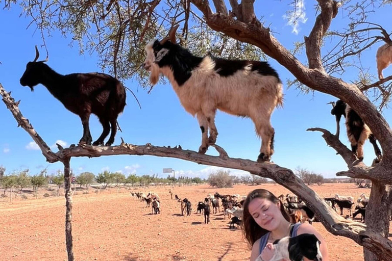 Agadir: Quad Bike Tour Safari with a Crocopark Ticket