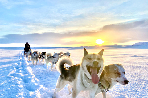 Island-Husky-Tour – Fahrt- und Kuschel-ErlebnisIsland: Husky-Schlittenfahrt und Kuschelerlebnis
