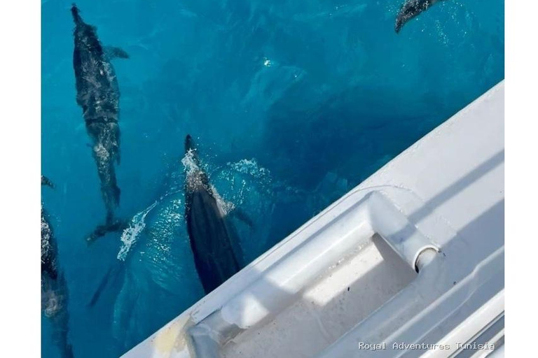 Sousse: Catamaran Cruise with Dolphin Watching & Swim