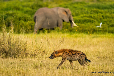 Mombasa: Tsavo West & Amboseli 3-Day Safari Tour