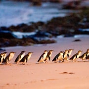 Phillip Island: Wine, Wildlife & Penguins with Gourmet Feast