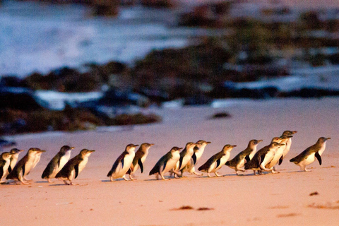 Phillip Island: Wein, Wildtiere &amp; Pinguine mit Gourmet-Schmaus