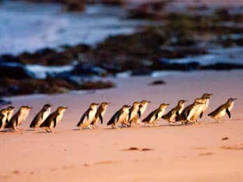 Phillip Island : Vin, faune et pingouins avec un festin gastronomique