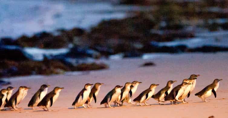 Phillip Island: Wine, Wildlife & Penguins with Gourmet Feast