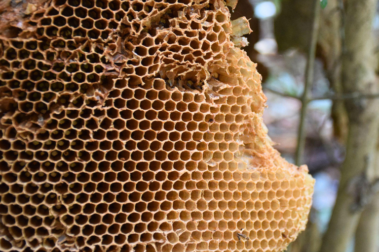 البرية: جولة مشي لمسافات طويلة ومشاهدة النجوم في خاو ياي لمدة يومينجولة المجموعات الصغيرة