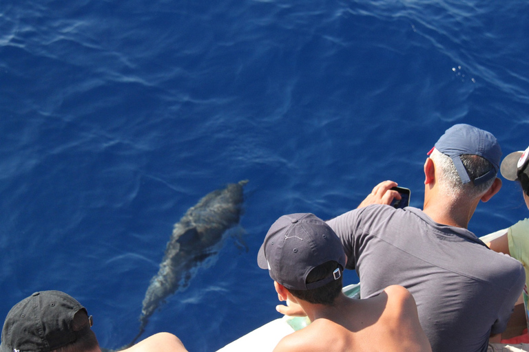 Varazze: Pelagos Sanctuary Wildlife Cruise with Guide