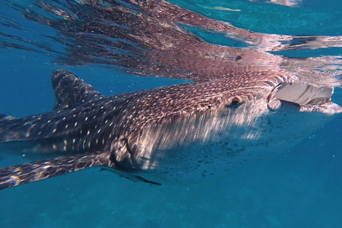 Cebu: Oslob Whaleshark Watching Canyoneering ritiro privato