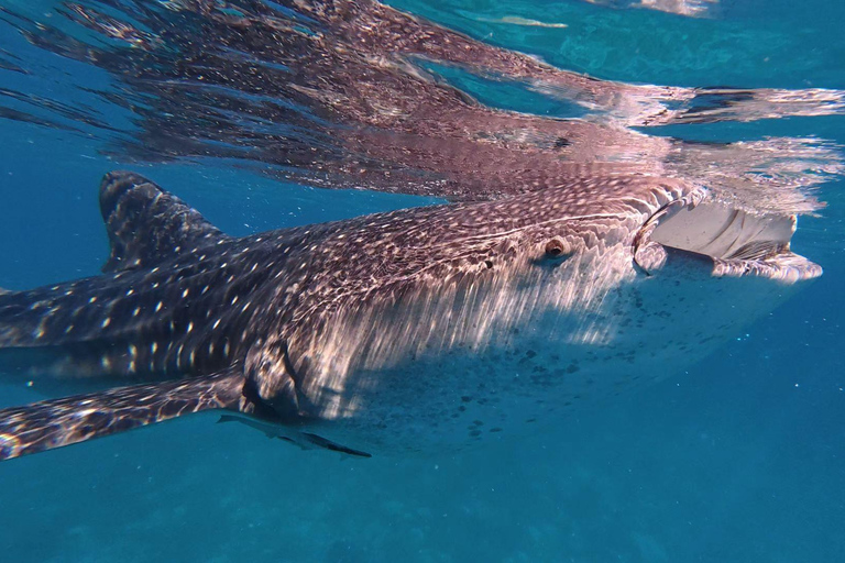 Cebu: Oslob Whaleshark Watching Canyoneering privé ophalen