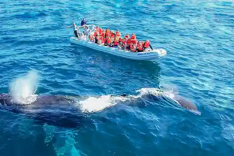 Safari photo d'observation des baleines à Puerto Vallarta