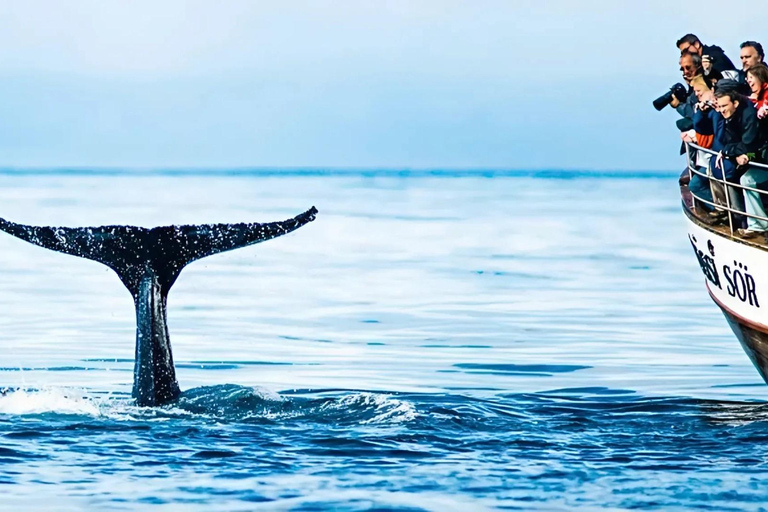 Akureyri: Lake Mývatn, GeoSea, & Whale Watching Tour