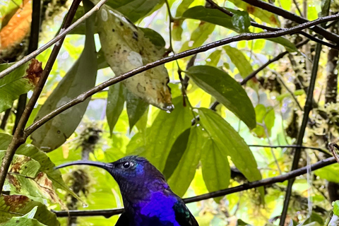 From San José: Poás Volcano, La Paz Waterfalls & Doka Tour
