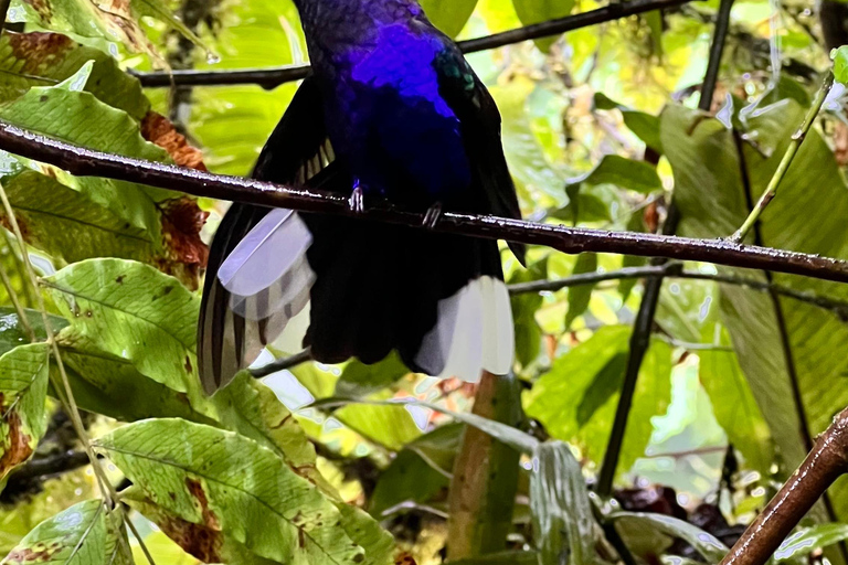 From San José: Poás Volcano, La Paz Waterfalls & Doka Tour