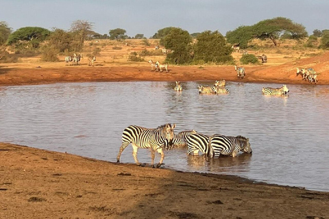 Mombasa: Tsavo East Early-Access Safari & Game Drives