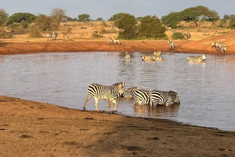 Mombasa: Tsavo East Early-Access Safari & Game Drives